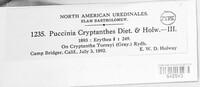 Puccinia cryptanthes image